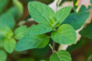 Plants That Repel Insects: Spearmint Plant