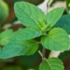 Plants That Repel Insects: Spearmint Plant