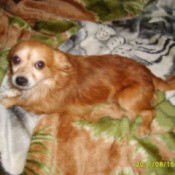 Small red dog lying on blankets.