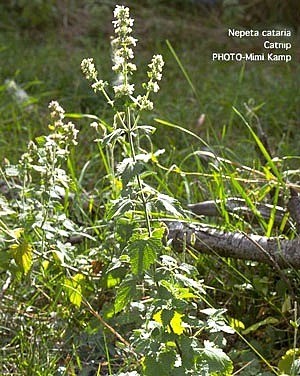 Growing Catnip