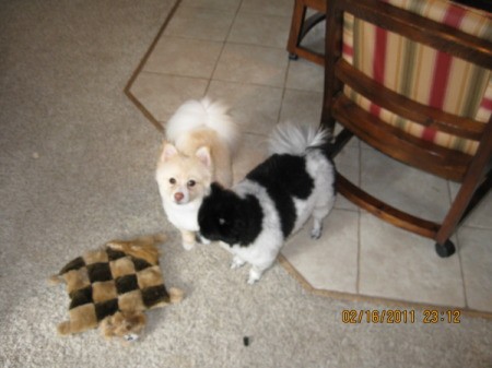 Two Poms with their toy.