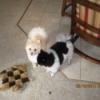 Two Poms with their toy.