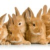 Rabbits, Rabbits and More Rabbits!
