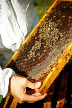 Urban Beekeeping