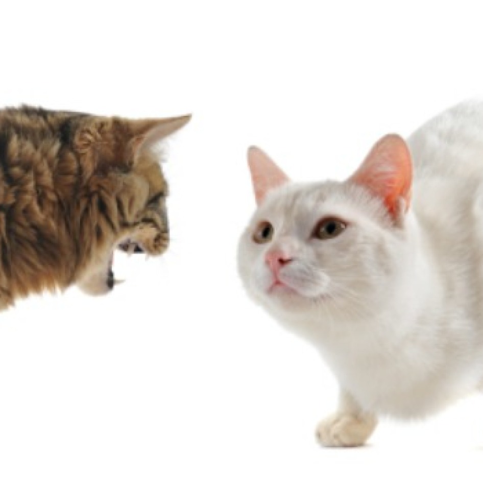 Keeping Indoor Cats from Fighting? ThriftyFun