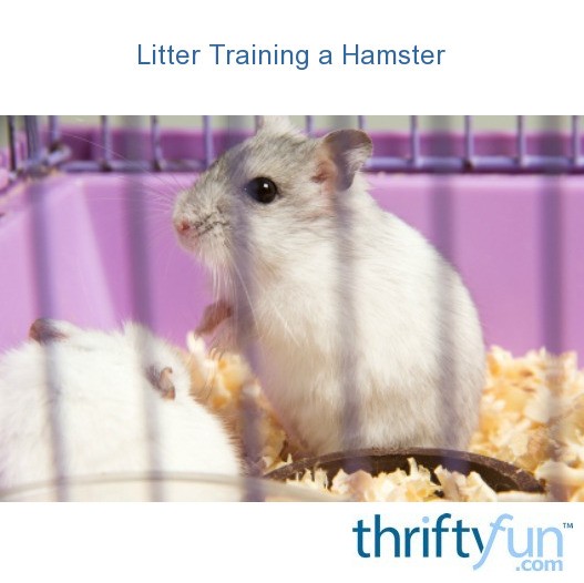 Litter Training a Hamster ThriftyFun