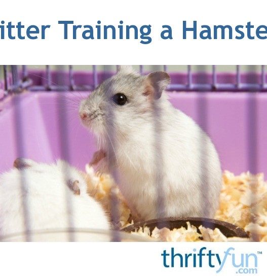 Litter Training a Hamster ThriftyFun