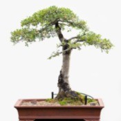 Bonsai Tree