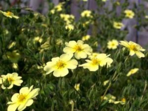 Growing Cinquefoil (Bush)