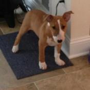 Bull Terrier puppy.
