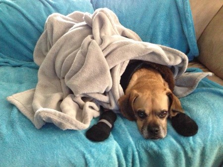 Dog under fleece blanket.