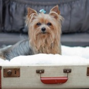 Suitcase Dog Bed