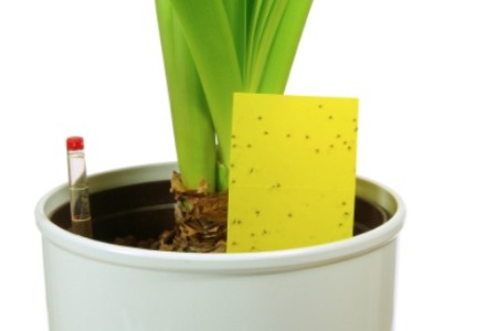 Insect Problems on Houseplants
