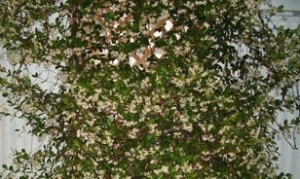 A Flowering Jasmine Bush