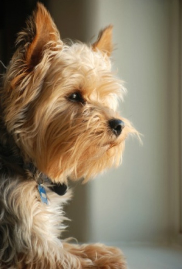 Remedies For Dogs With Separation Anxiety ThriftyFun