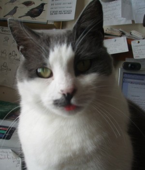 Cat with tongue out.