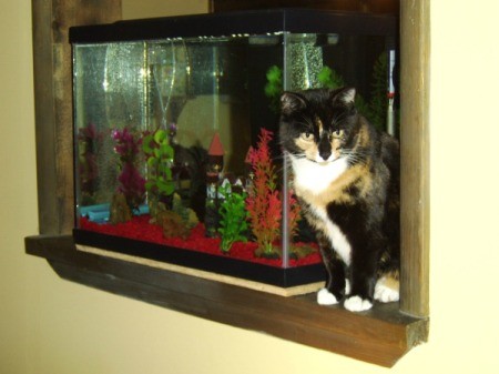 Cat sitting next to aquarium.