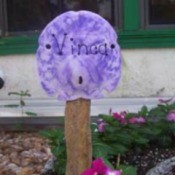 Sand Dollar Plant Markers