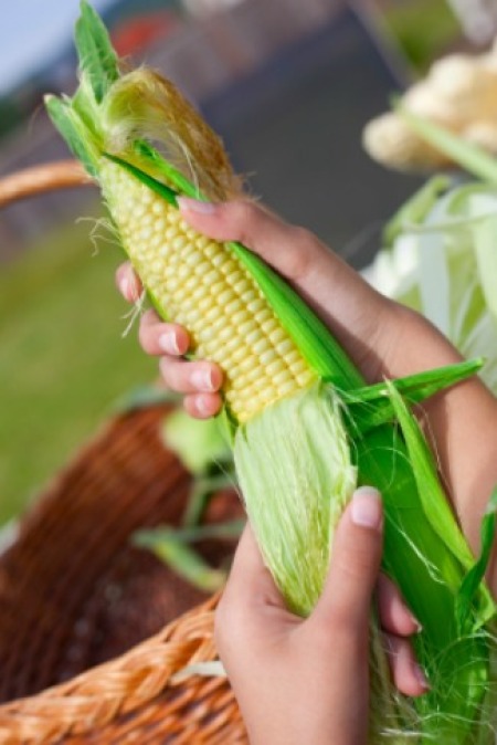 Shucking Corn