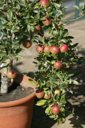 Apple tree growing in a pot