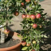 Apple tree growing in a pot