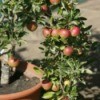 Apple tree growing in a pot