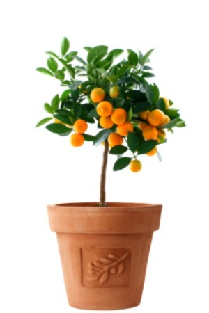 orange tree in a terra cotta planter