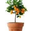 orange tree in a terra cotta planter