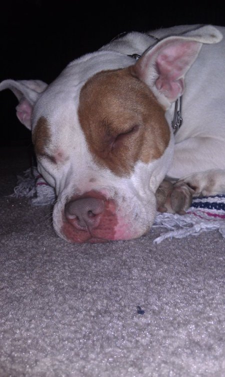 Dog sleeping, closeup of face.