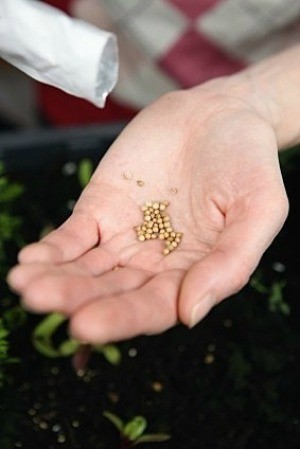 Seeds in a hand