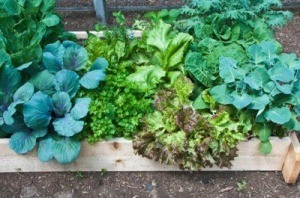 Raised Vegetable Garden