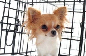 A small dog in a kennel.