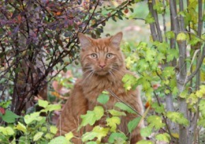 A cat sitting outside in the woods.