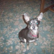 Gray Chihuahua