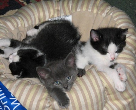 Kittens in bed.