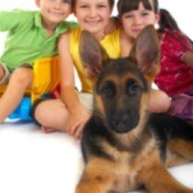 A German Shepherd sitting with four happy kids.