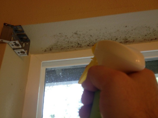 how to clean mold on painted walls and ceiling | thriftyfun