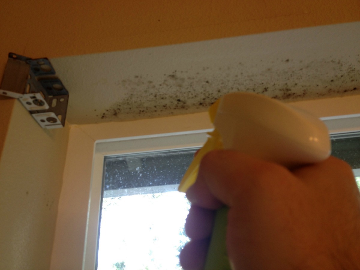 How To Clean Mold On Painted Walls And Ceiling Thriftyfun