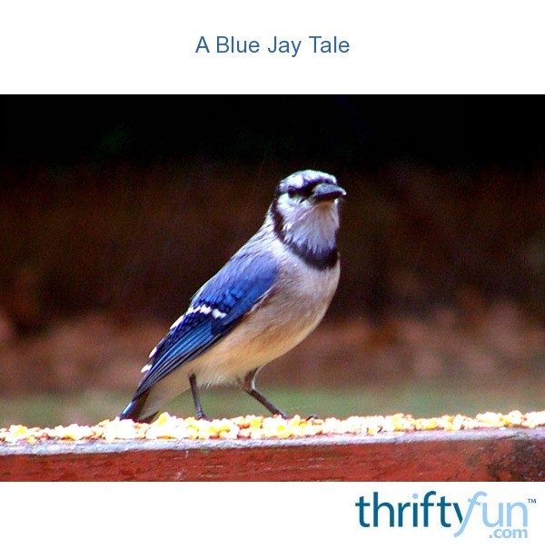 A Blue Jay Tale ThriftyFun