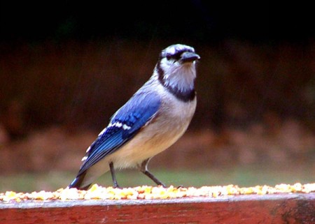 Blue jay on railing.