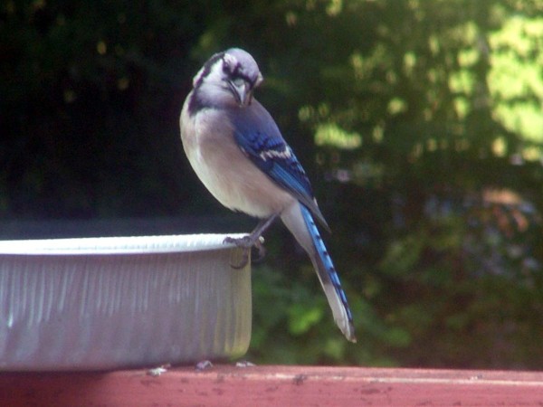 Blue jay looking down.