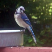 Blue jay looking down.