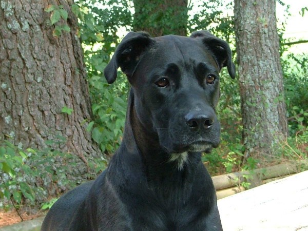 Dog with very attentive look.