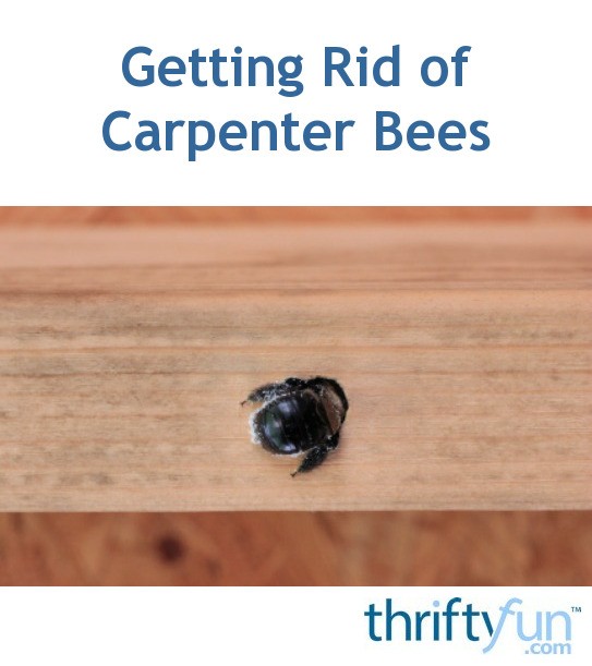 Getting Rid of Carpenter Bees ThriftyFun