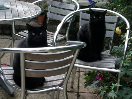 Black cats on patio chairs.