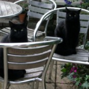 Black cats on patio chairs.