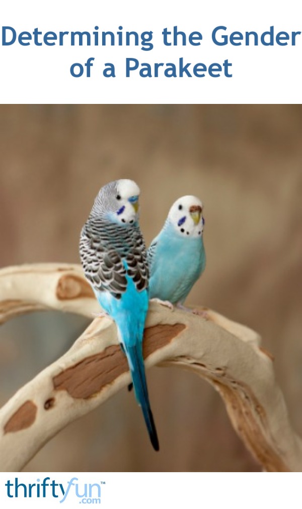 Determining the Gender of a Parakeet | ThriftyFun