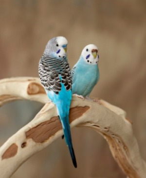 Parakeets sitting on a wood perch.