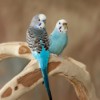Parakeets sitting on a wood perch.