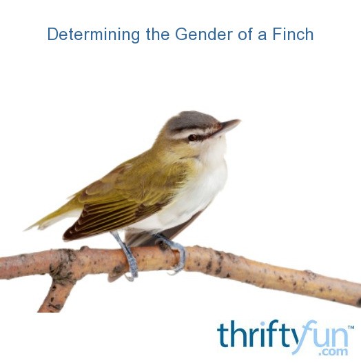 Determining the Gender of a Finch? ThriftyFun